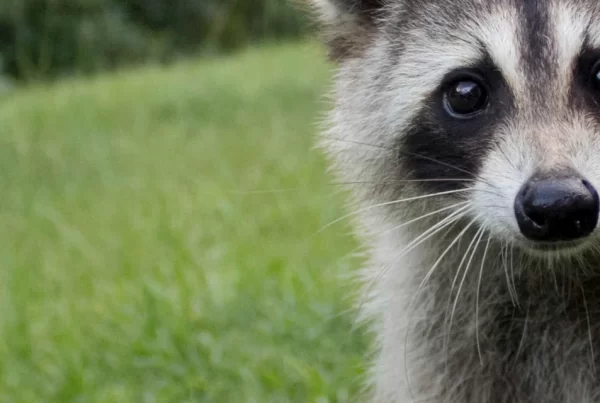 Emergency Raccoon Removal in Atlanta, GA by Perimeter Wildlife Control