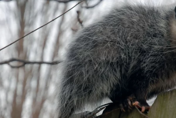 24 Hour Emergency Wildlife Removal in Atlanta, GA