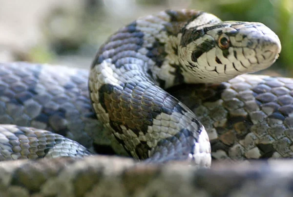 Snake Removal in Atlanta, GA