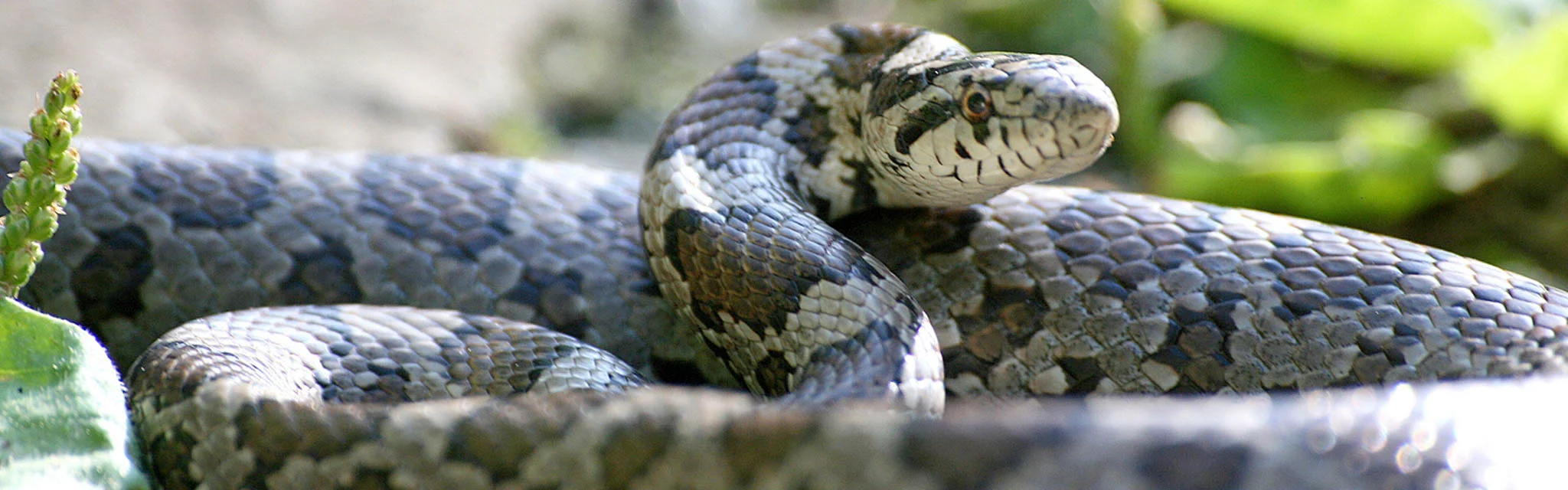 6 reasons Snake activity is on the rise in Atlanta, Georgia….