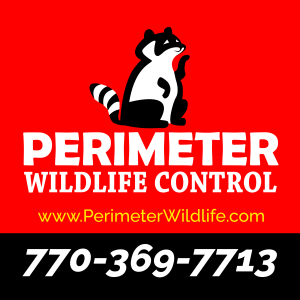 Thank You for Reaching Out | Perimeter Wildlife Control | Perimeter Wildlife Control