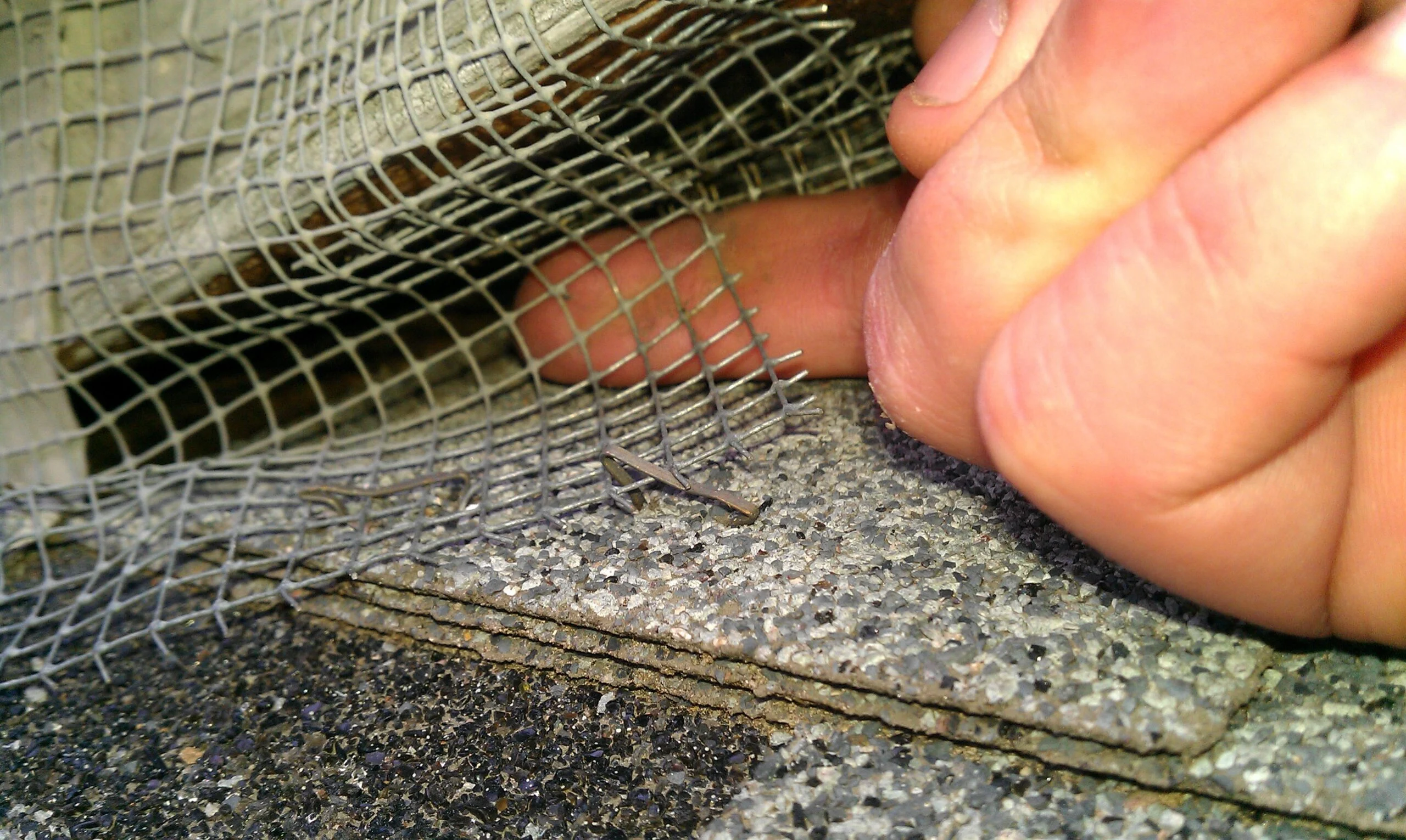 Wildlife Exclusion Repairs | Atlanta, GA