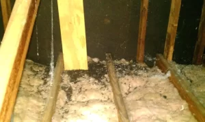 Pest & Animal Decontamination Atlanta GA|Perimeter Wildlife | Perimeter Wildlife Control