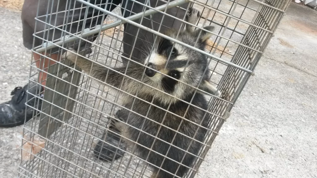 raccoon removal professional georgia