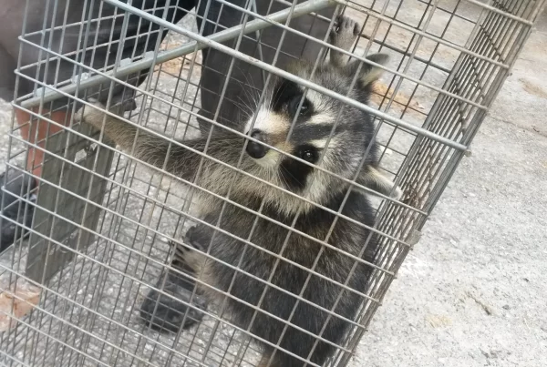 raccoon removal professional georgia