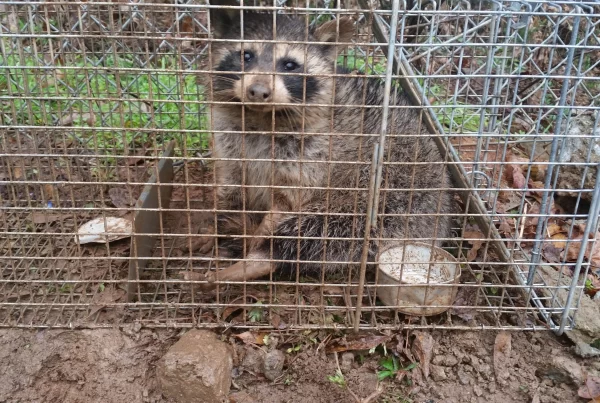 humane wildlife trapping georgia