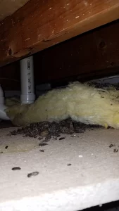 Pest & Animal Decontamination Atlanta GA|Perimeter Wildlife | Perimeter Wildlife Control