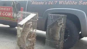 humane wildlife trapping ga