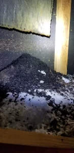 Perform a Bat Exclusion In 6 Easy Steps | Perimeter Wildlife | Perimeter Wildlife Control