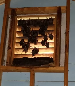 Effective Bat Control Services Atlanta GA|Perimeter Wildlife | Perimeter Wildlife Control