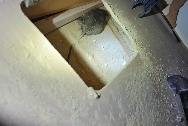 dead animal removal service atlanta