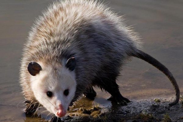 opossum trapping service atlanta