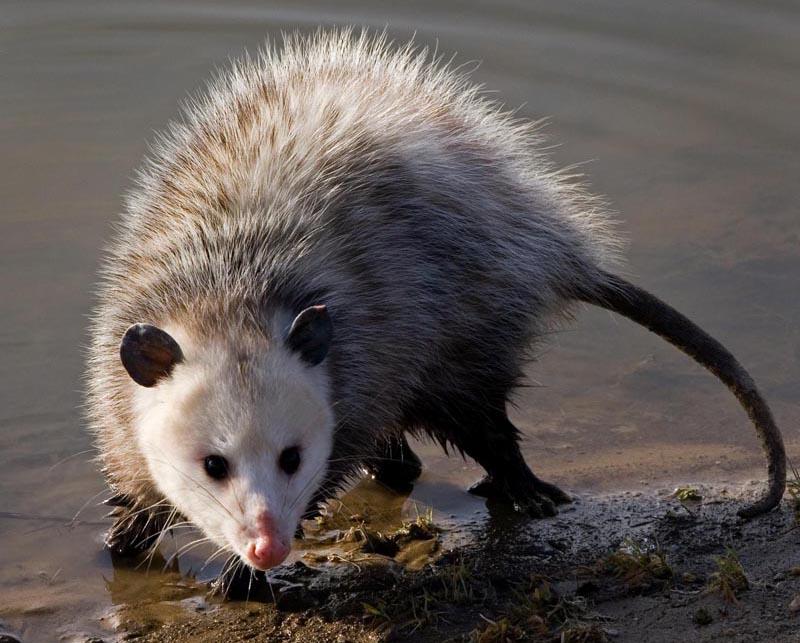 Dealing with Opossums on Your GA Property