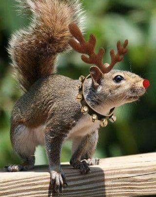 cold weather critter removal