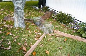 armadillo trapping service atlanta