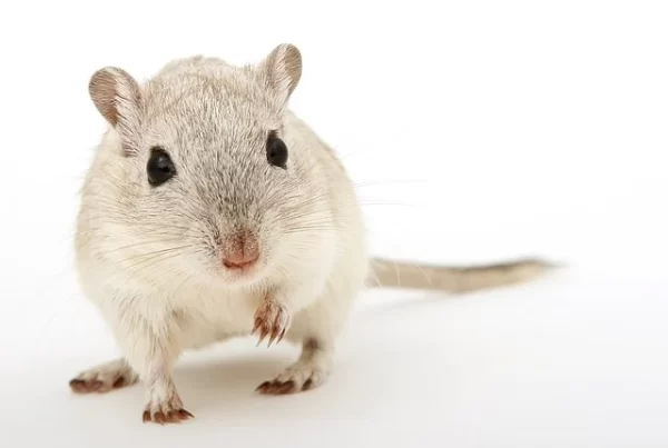 rodent removal georgia