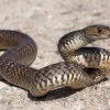 How to Handle Snakes on Your Property | Perimeter Wildlife | Perimeter Wildlife Control