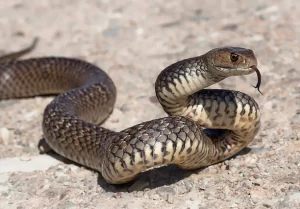 venomous snake removal