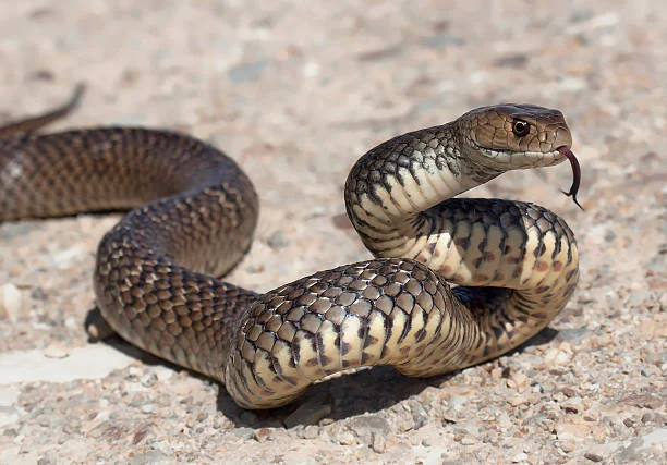 How to Handle Snakes on Your Property