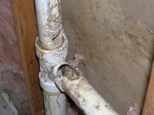 How to End My Atlanta Rodent Infestation | Perimeter Wildlife Control | Perimeter Wildlife Control