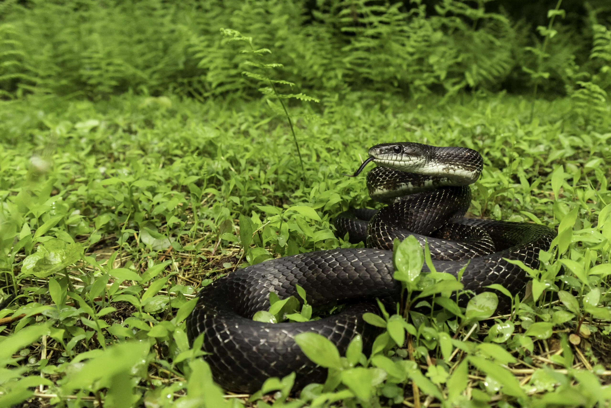 Keeping Your Atlanta Property Snake-Free