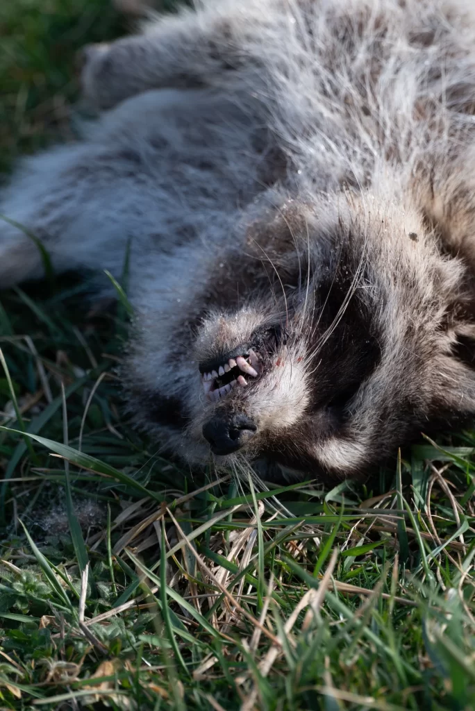 dead raccoon | Perimeter Wildlife Control dead animal removal service atlanta ga