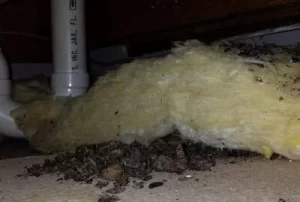 rodent infestation health risks