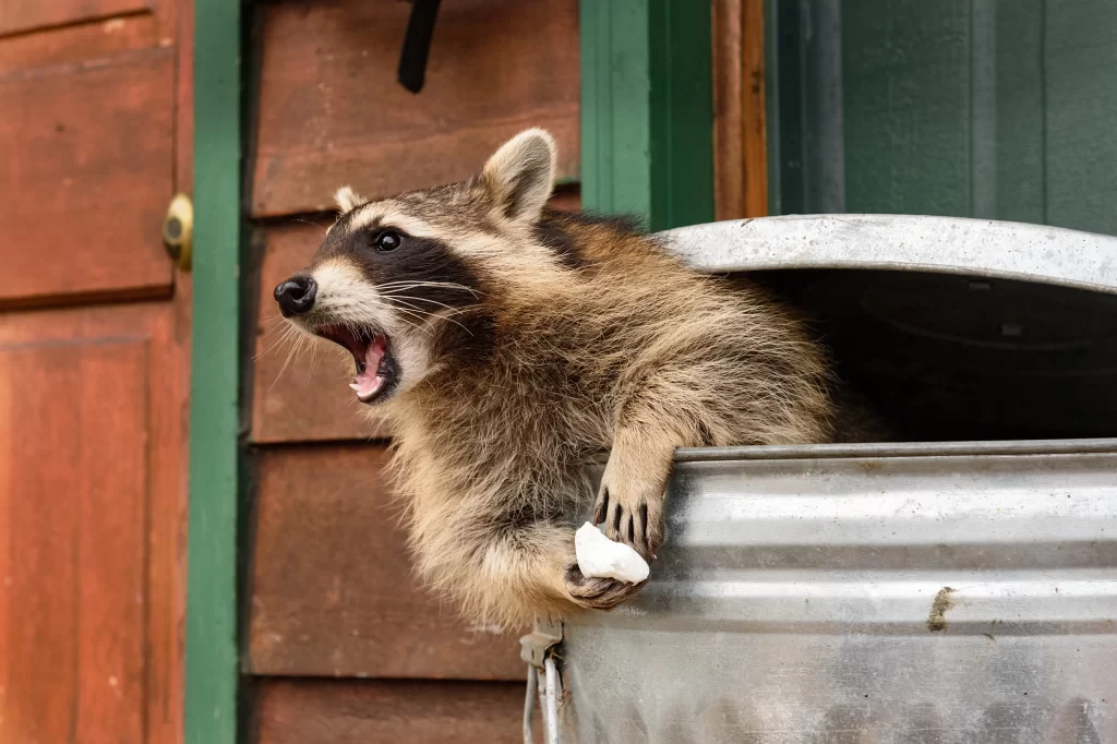 raccoon trapping service