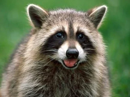 Raccoon Control in Atlanta GA | 24/7 Removal & Exclusion
