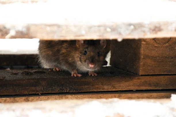 Rodent Clearance Letter Atlanta, GA | Perimeter Wildlife | Perimeter Wildlife Control