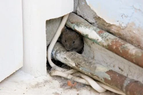 rodent removal acworth ga