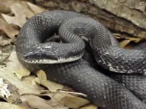snake removal georgia