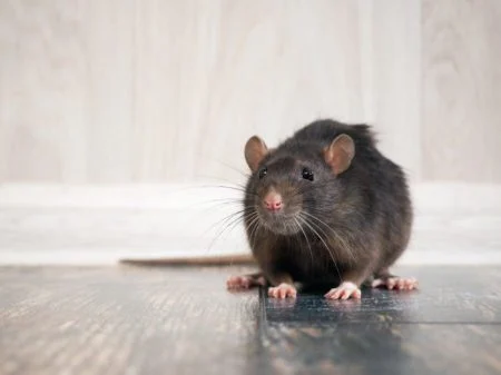 7 Signs You Have a Rodent Problem