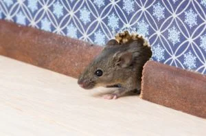 Prevention and control of rodent infestation in Atlanta