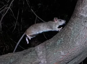 roof rat control service