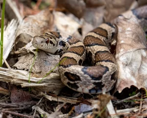 snake removal service atlanta