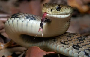 Snake Trapping Services in Atlanta GA | Perimeter Wildlife | Perimeter Wildlife Control