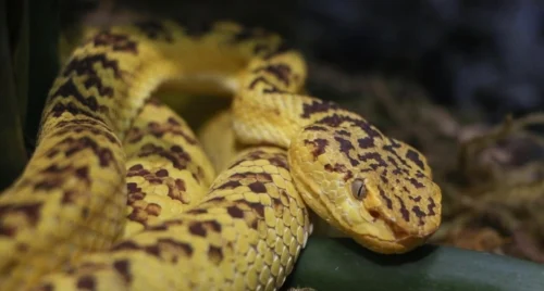 Signs of Snakes in Your Home or Garage and How to Get Rid of Them