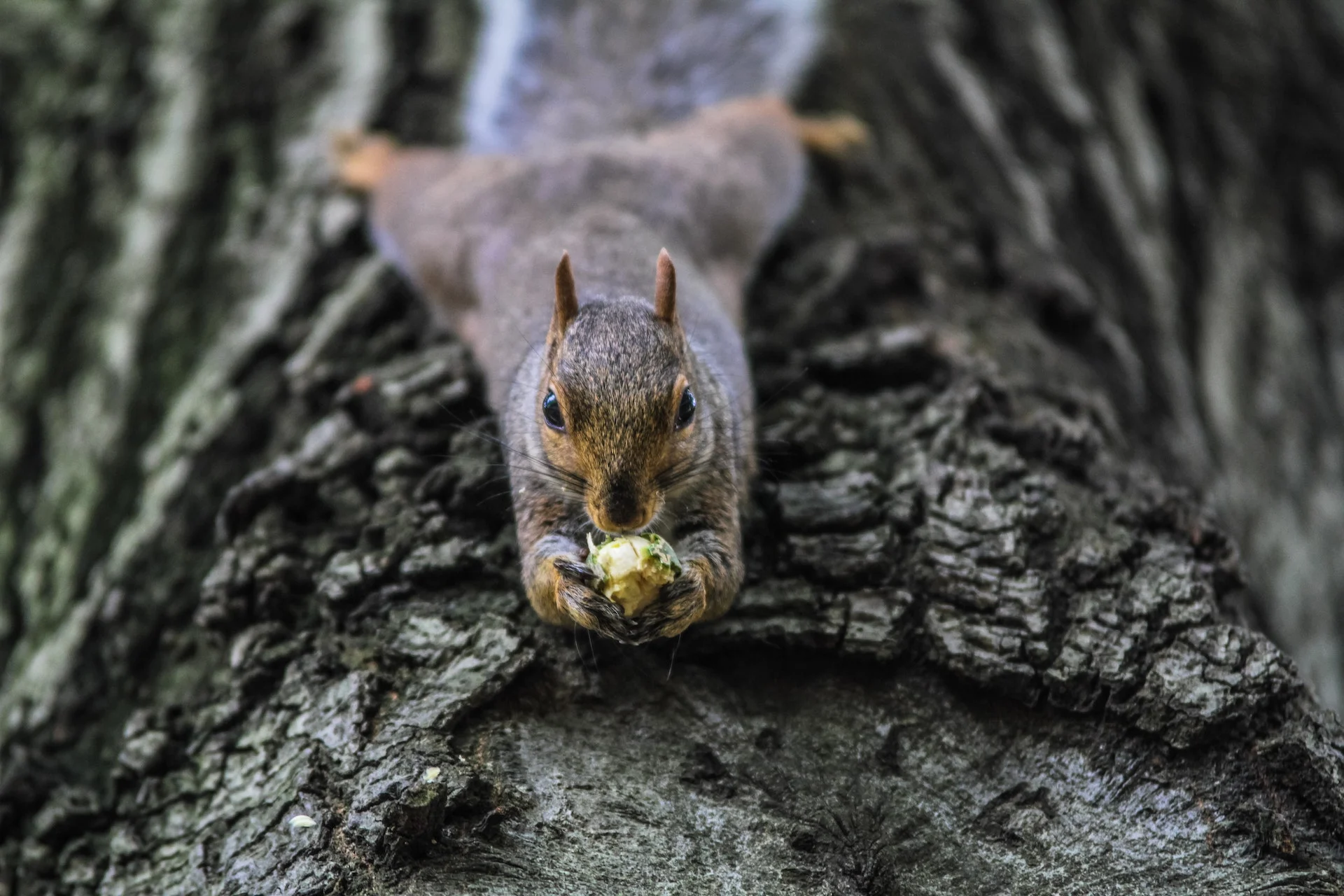 Protect Your Property with Expert Perimeter Wildlife Control