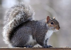 squirrel control georgia