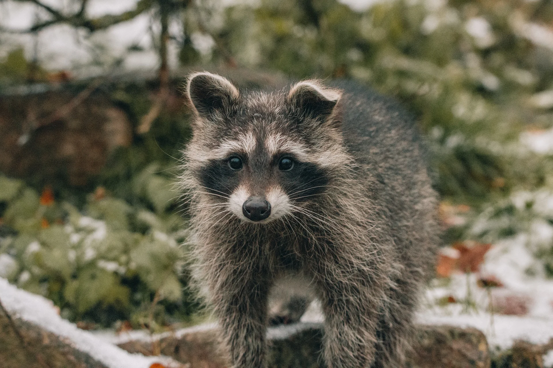 Raccoon Trapping | Atlanta GA