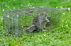 Wildlife Diseases: Dangerous Diseases Transmitted by Wildlife | Perimeter Wildlife Control | Perimeter Wildlife Control