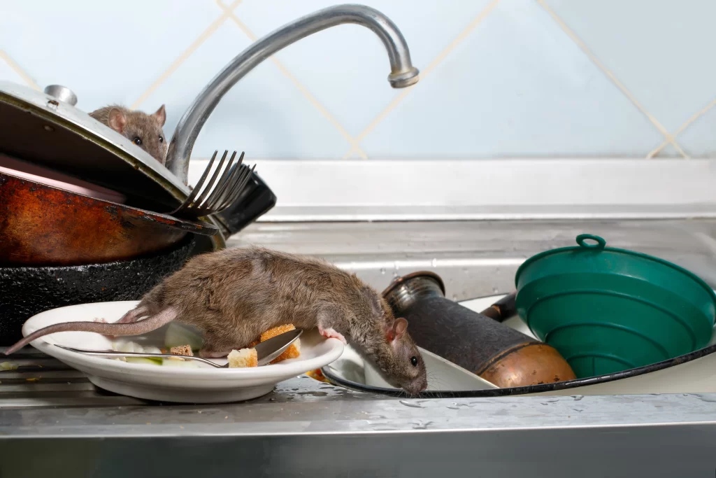 rodent abatement letter clearance letters atlanta ga