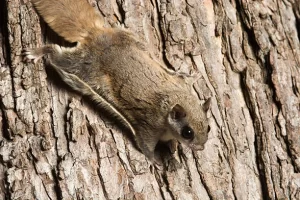 Atlanta's Most Troublesome Critters | Perimeter Wildlife | Perimeter Wildlife Control