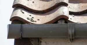 Squirrel Removal OR Rodent Control? | Perimeter Wildlife | Perimeter Wildlife Control