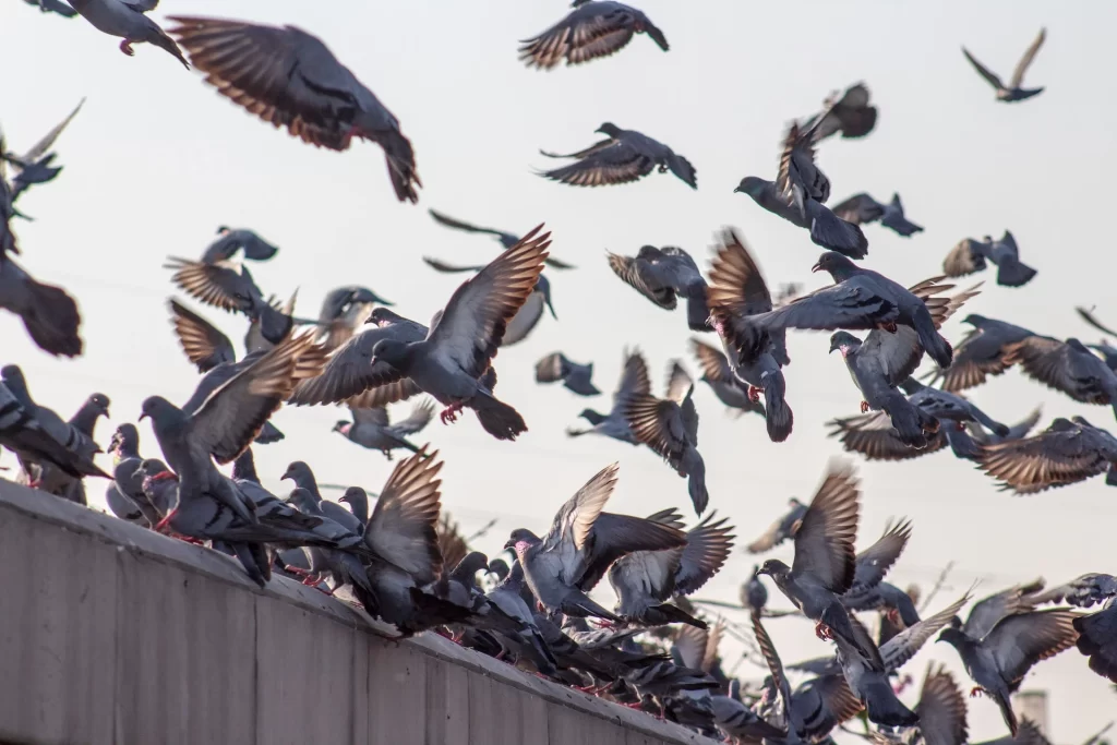 commercial bird control atlanta