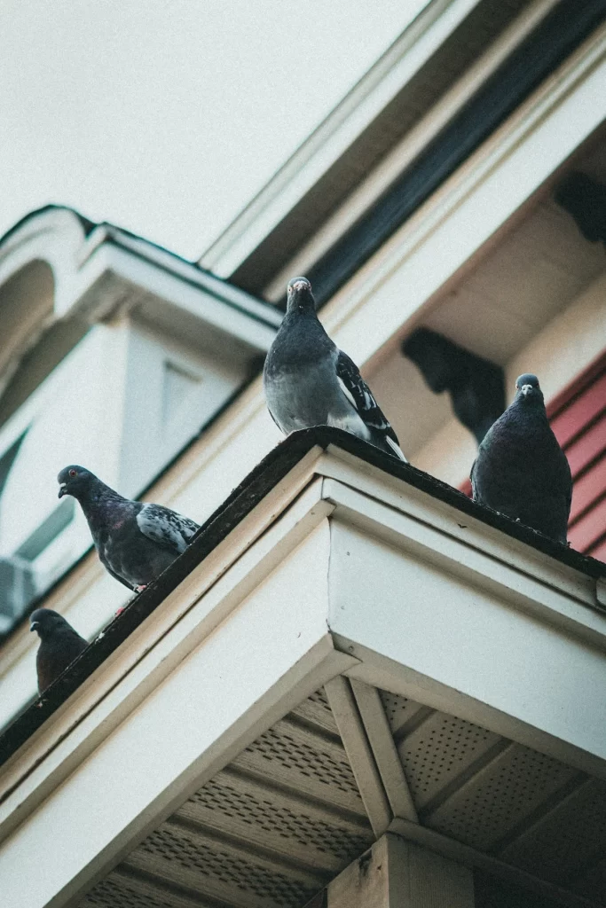 residential bird control in atlanta ga