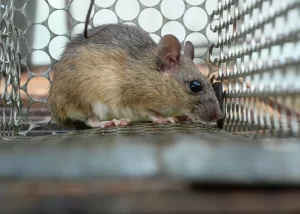 THINGS ON EVERY ATLANTA RODENT'S MIND | Perimeter Wildlife | Perimeter Wildlife Control