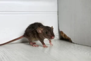 7 Signs You Have a Rodent Problem | Perimeter Wildlife | Perimeter Wildlife Control