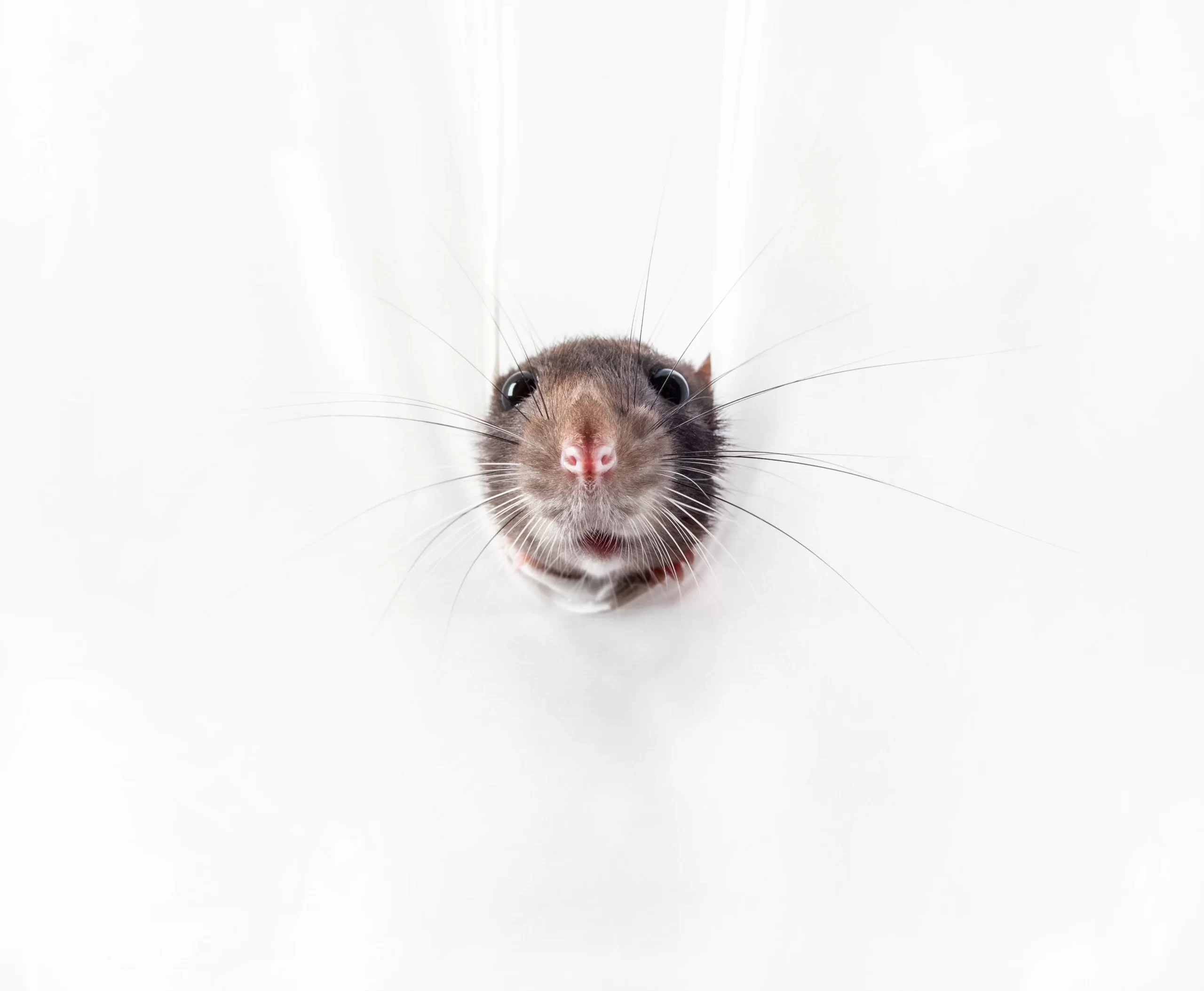 Rodent Removal & Trapping | Atlanta, GA